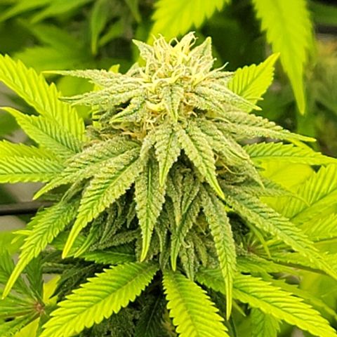 April growlog timeline photo