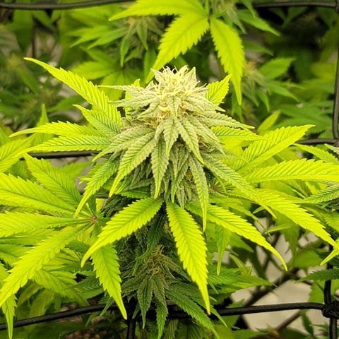 April growlog timeline photo