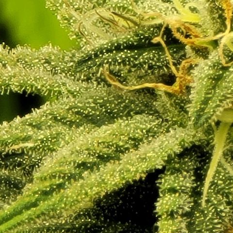 April growlog timeline photo