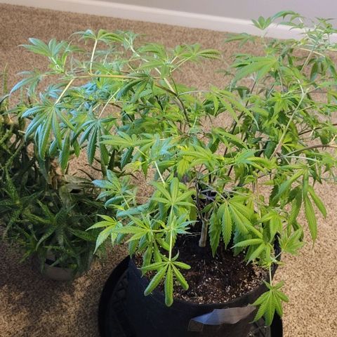 Amber growlog timeline photo
