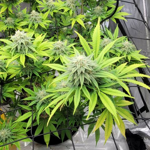 April growlog timeline photo
