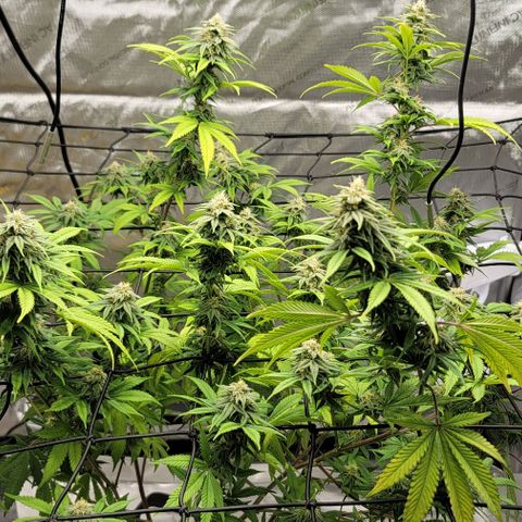 April growlog timeline photo
