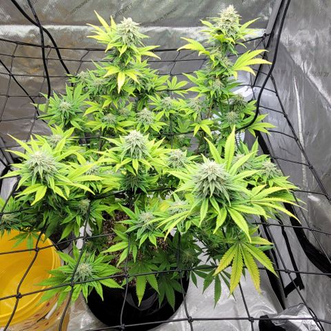 April growlog timeline photo