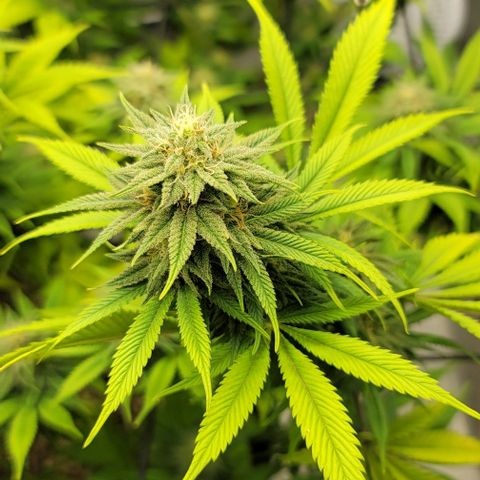 April growlog timeline photo