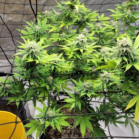 April growlog timeline photo