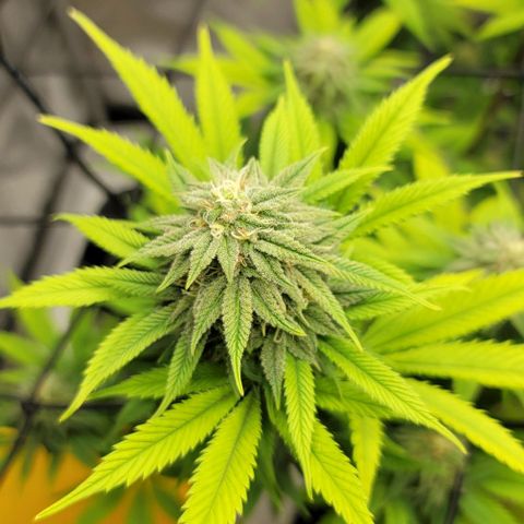April growlog timeline photo