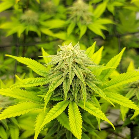 April growlog timeline photo