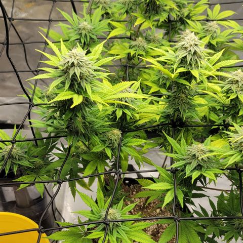 April growlog timeline photo