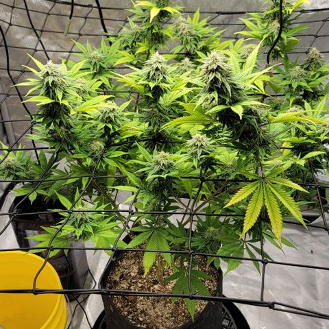 April growlog timeline photo