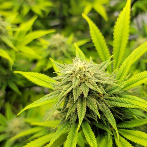 April growlog timeline photo