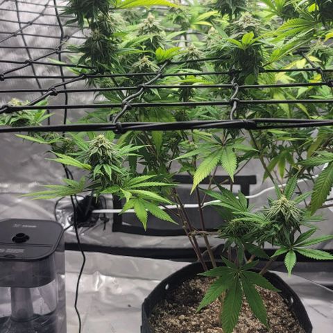April growlog timeline photo