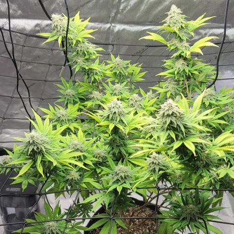 April growlog timeline photo