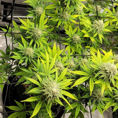 April growlog timeline photo