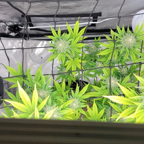 April growlog timeline photo