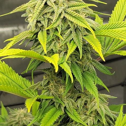 April growlog timeline photo