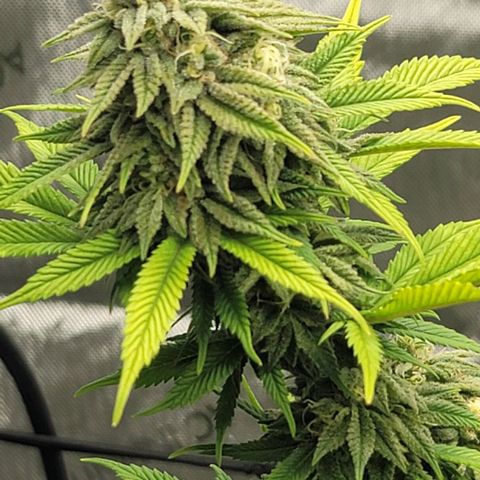 April growlog timeline photo