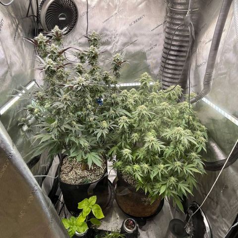 April growlog timeline photo
