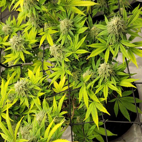 April growlog timeline photo