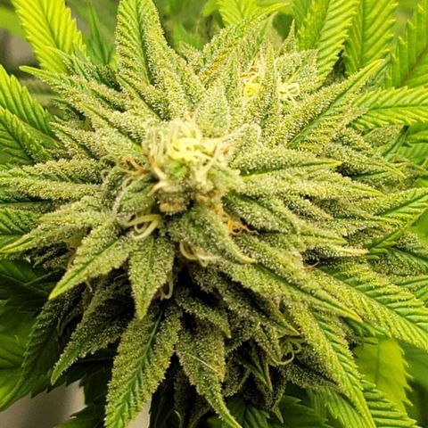 April growlog timeline photo