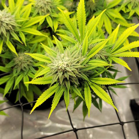 April growlog timeline photo