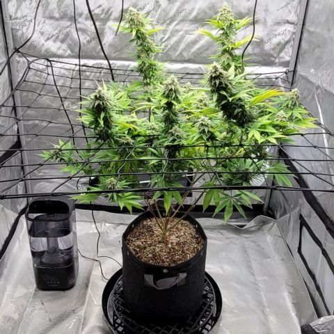 April growlog timeline photo