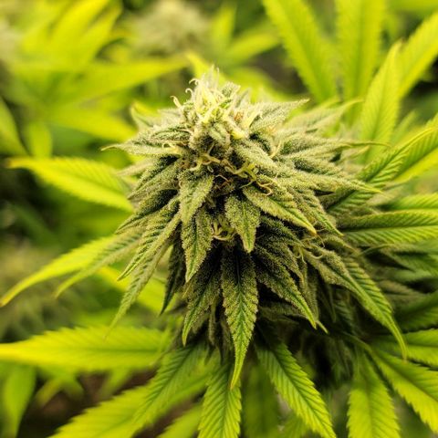April growlog timeline photo