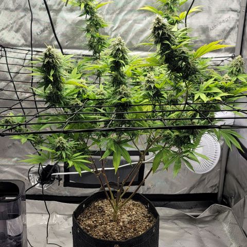 April growlog timeline photo