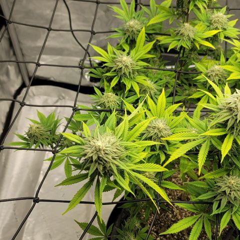 April growlog timeline photo