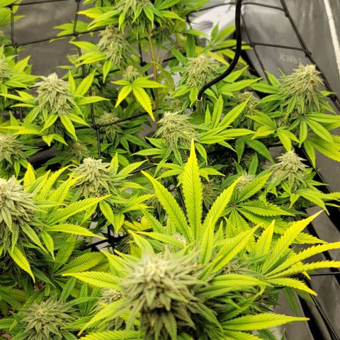 April growlog timeline photo