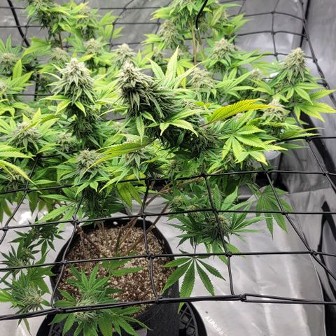 April growlog timeline photo