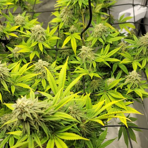 April growlog timeline photo