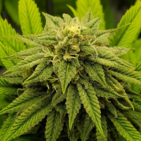 April growlog timeline photo