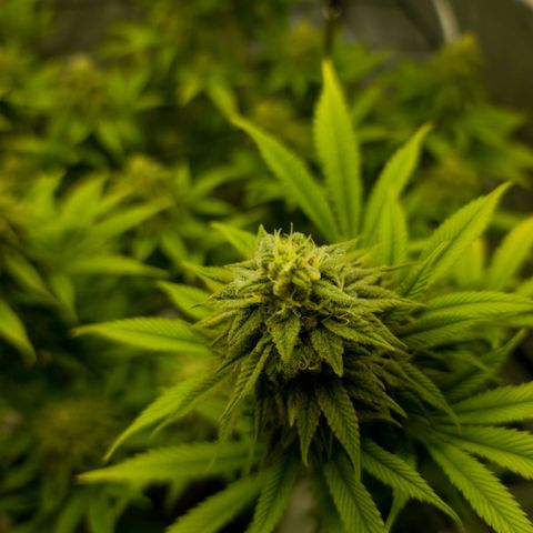 April growlog timeline photo