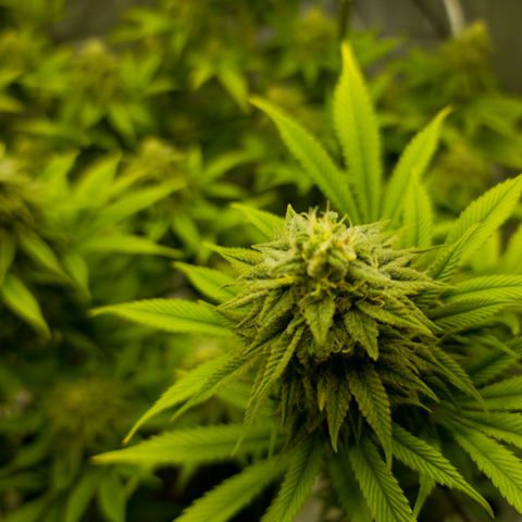April growlog timeline photo