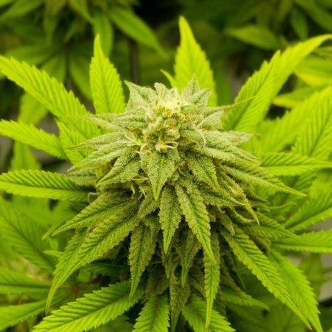 April growlog timeline photo