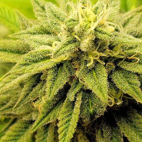 April growlog timeline photo