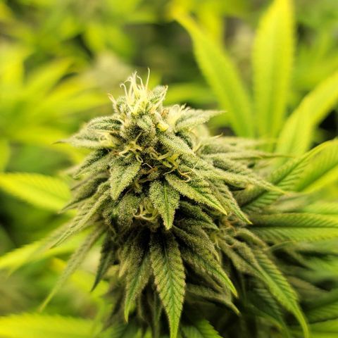 April growlog timeline photo