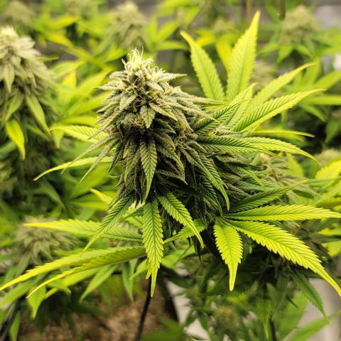 April growlog timeline photo