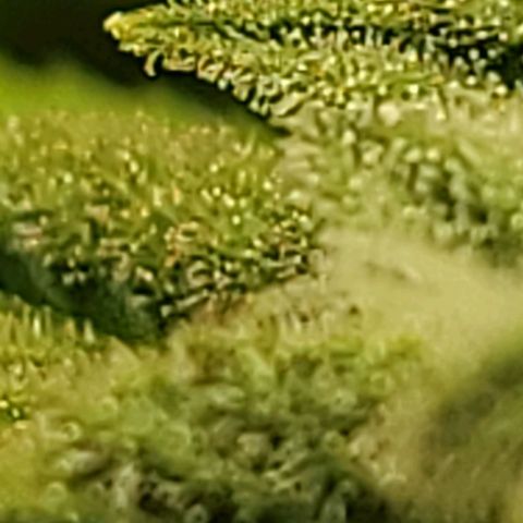 April growlog timeline photo