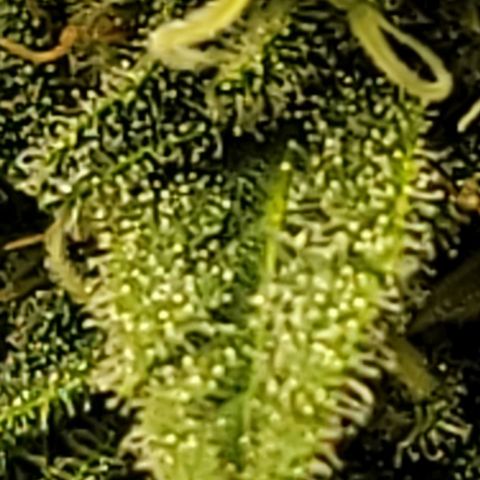 April growlog timeline photo