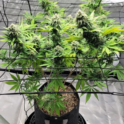 April growlog timeline photo
