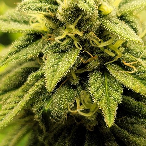 April growlog timeline photo