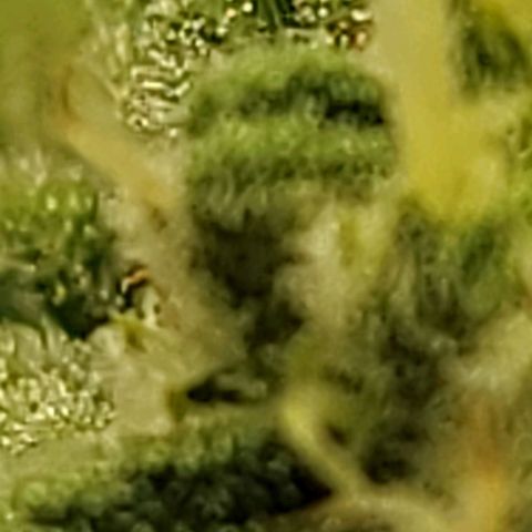 April growlog timeline photo