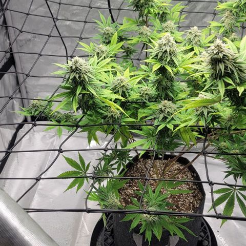 April growlog timeline photo