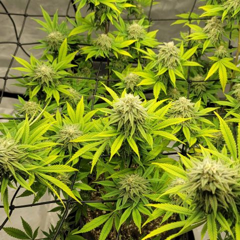 April growlog timeline photo