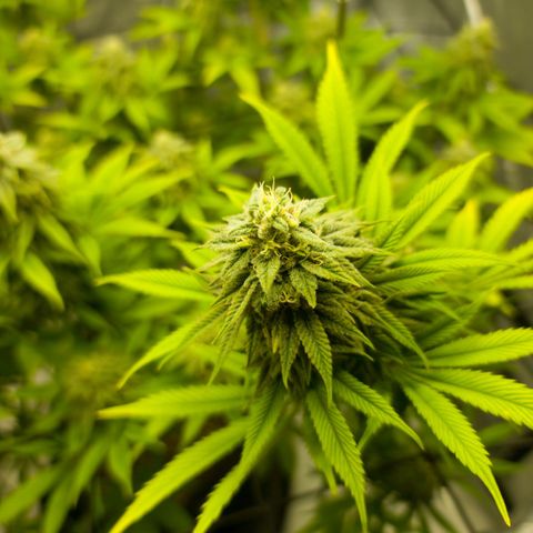 April growlog timeline photo