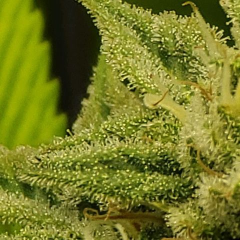 April growlog timeline photo