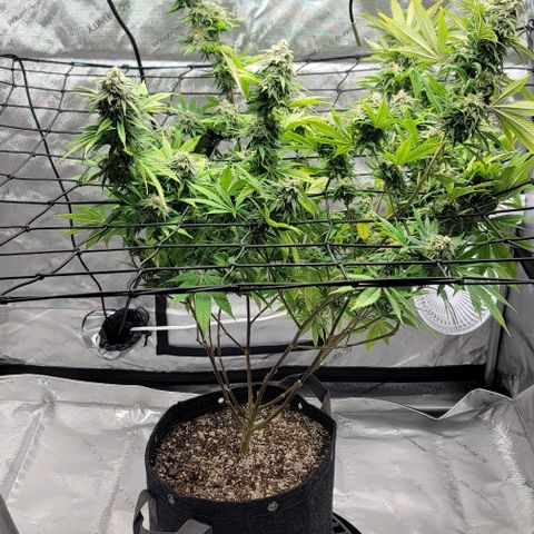 April growlog timeline photo