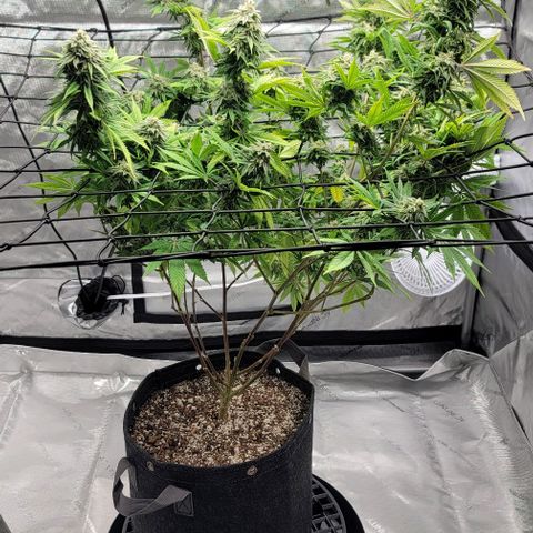 April growlog timeline photo