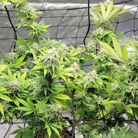 April growlog timeline photo